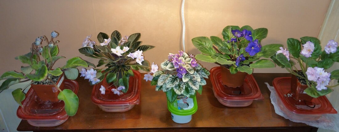 Assorted African Violets in free wick pots