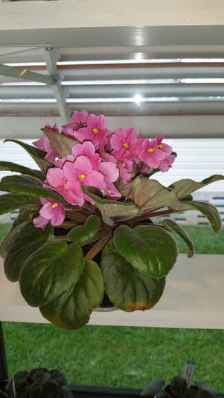 Beautiful African Violet